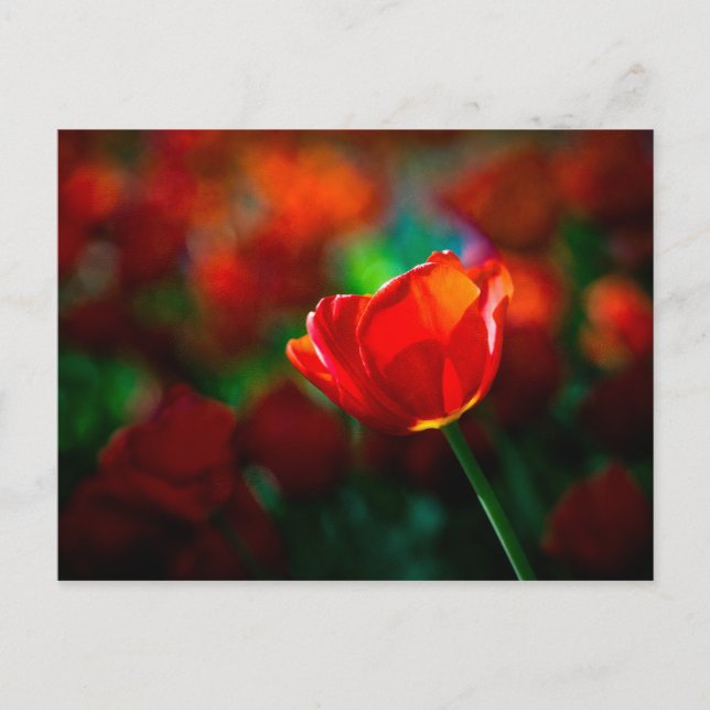 Carte Postale Tulipe rouge - Mystère de la floraison (Devant)