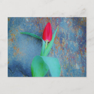 Carte Postale Tulipe rouge sur ardoise gris bleu