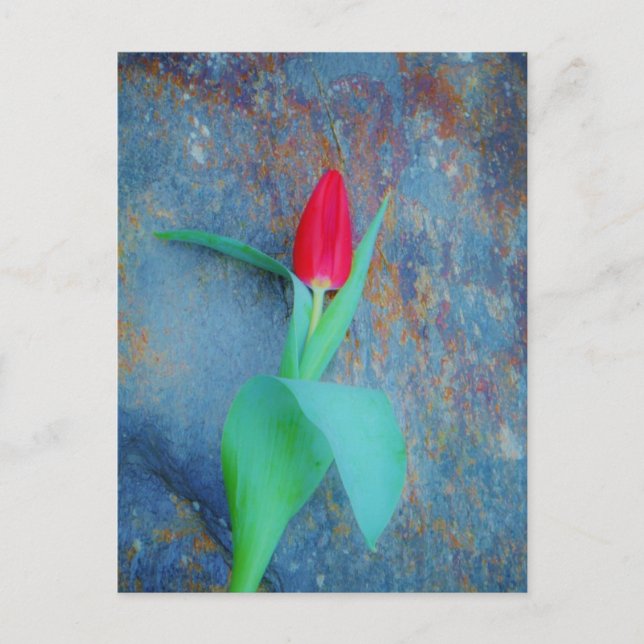 Carte Postale Tulipe rouge sur ardoise gris bleu (Devant)