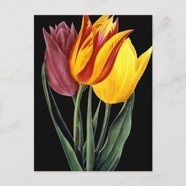 Carte Postale Tulipe (Tulipa Gesneriana) (Devant)
