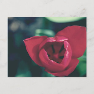 Carte Postale Tulipe Vintage rouge
