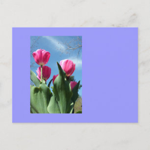 Carte Postale Tulipes