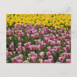 Carte Postale Tulipes