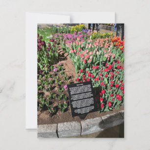 Carte Postale Tulipes