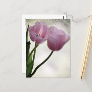 Carte Postale Tulipes 3265