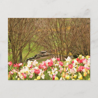 Carte Postale tulipes/arbres