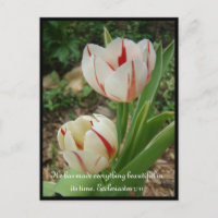 Tulipes blanches et rouges