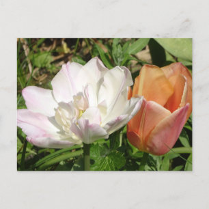 Carte Postale Tulipes blanches roses et orange do-it-yourself ca