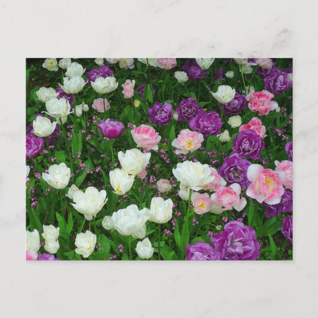 Carte Postale Tulipes colorées (Devant)