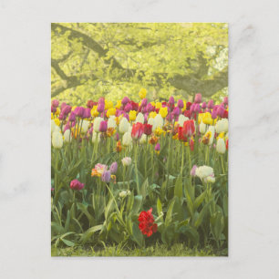 Carte Postale Tulipes colorées dans un parc