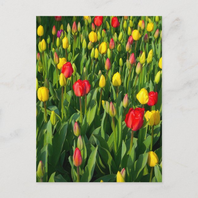 Carte Postale Tulipes colorées II (Devant)