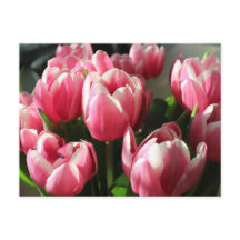 Tulipes d'Amsterdam 2