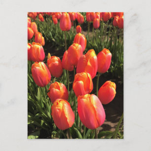 Carte Postale Tulipes de Dordogne, Oregon