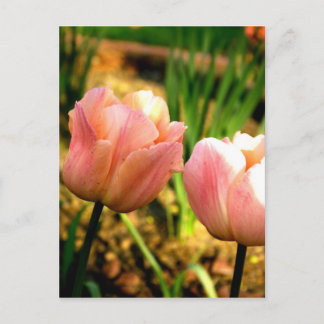 Carte Postale Tulipes de printemps