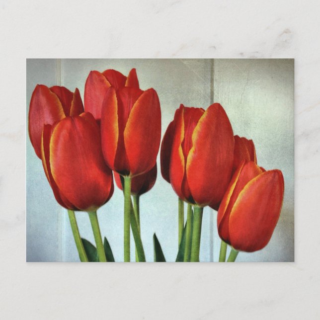 Carte Postale Tulipes de printemps (Devant)