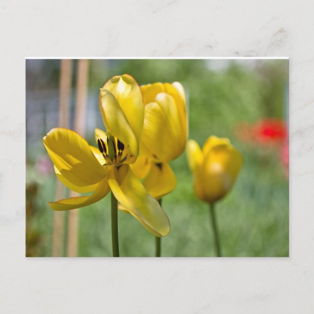 Carte Postale Tulipes en cours (Devant)