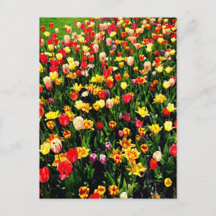Carte Postale Tulipes en fleur