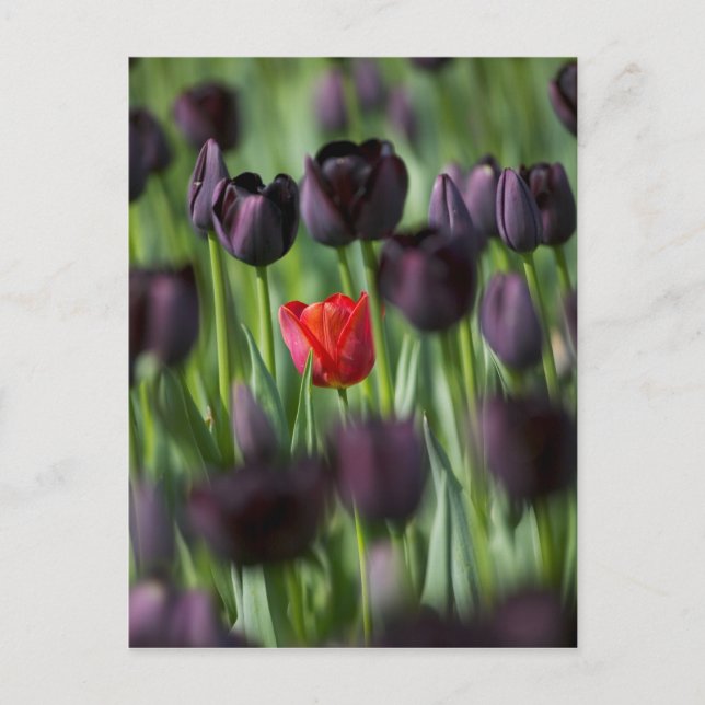 Carte Postale Tulipes en Jardins de Keukenhof, Amsterdam, (Devant)
