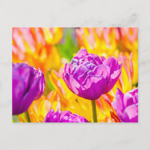 Carte Postale Tulipes Enchanter 12