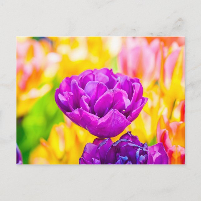 Carte Postale Tulipes Enchanter 15 (Devant)
