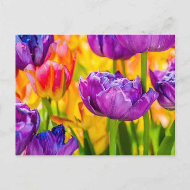 Carte Postale Tulipes Envoûtantes Rose Foncé (Devant)
