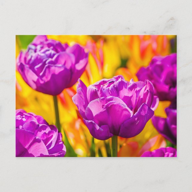 Carte Postale Tulipes Envoûtantes Violet (Devant)