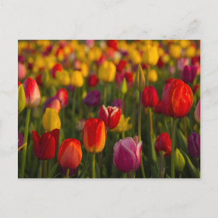 Carte Postale Tulipes, Festival des Tulipes, Woodburn, Oregon, É