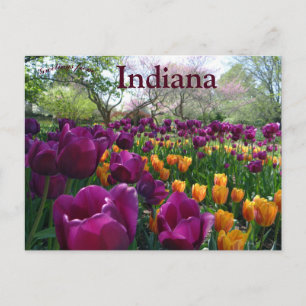 Carte Postale Tulipes fleurissant dans Forest Park Indiana