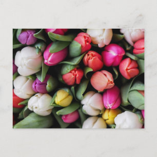 Carte Postale Tulipes Fleurs colorées Printemps de Pâques