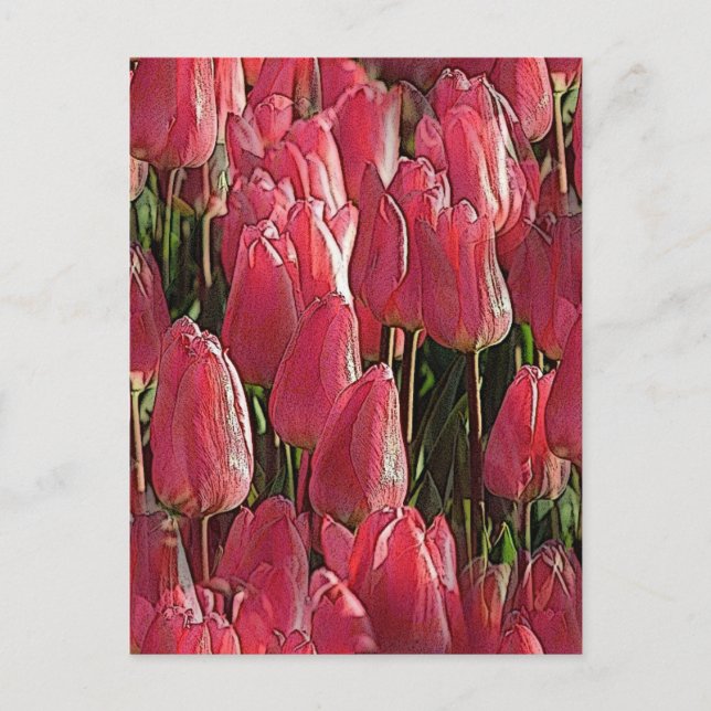 Carte Postale Tulipes Florales Roses (Devant)