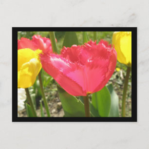 Carte postale Tulipes Fringées