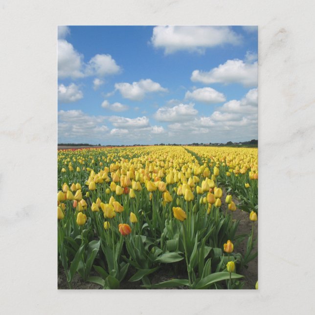Carte postale Tulipes Jaunes (Devant)