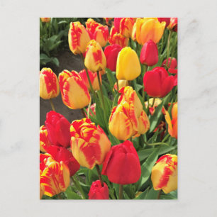 Carte Postale Tulipes jaunes et rouges