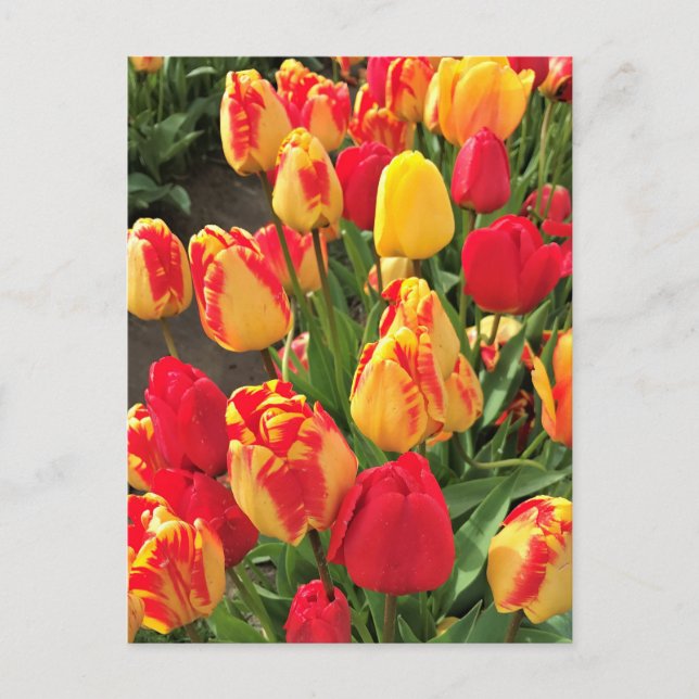 Carte Postale Tulipes jaunes et rouges (Devant)