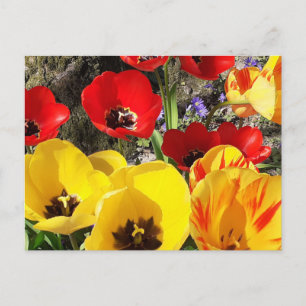 Carte Postale Tulipes jaunes et rouges