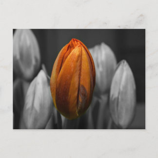 Carte postale Tulipes mixtes