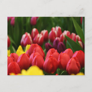 Carte Postale tulipes multicolores
