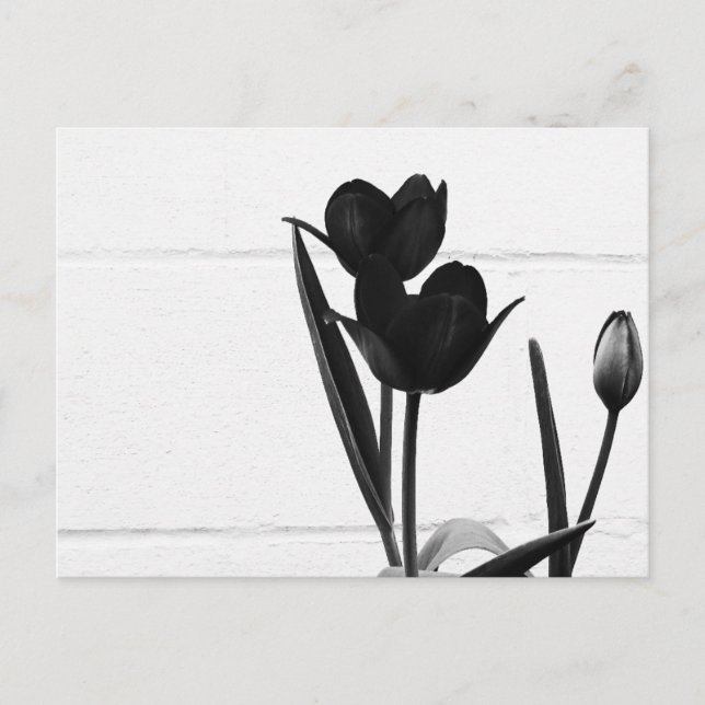 Carte Postale Tulipes noires | (Devant)