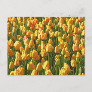 Carte Postale Tulipes orange