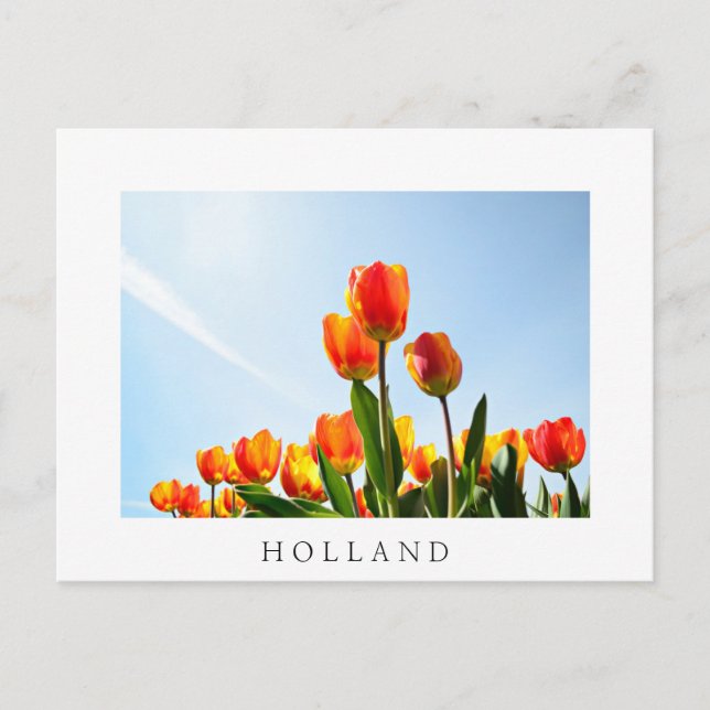 Carte Postale Tulipes orange et rouge du dessous (Devant)
