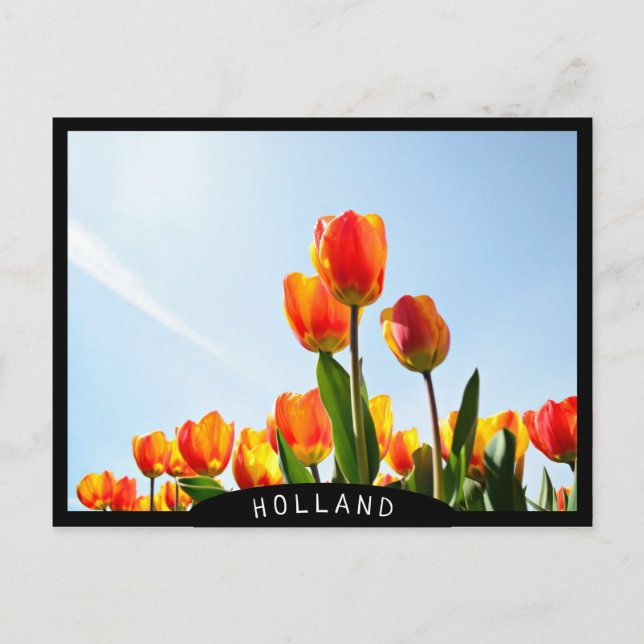 Carte Postale Tulipes orange et rouge du dessous (Devant)