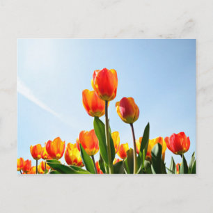 Carte Postale Tulipes orange et rouge du dessous
