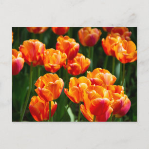 Carte Postale Tulipes orange vif dans le parc