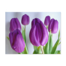 Tulipes pourpres