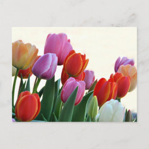 Carte Postale Tulipes printanières colorées