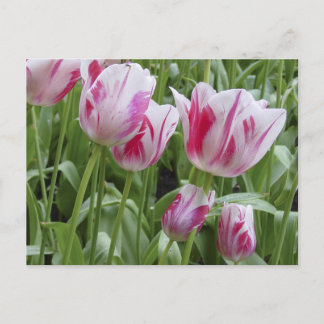 Carte Postale Tulipes rayées de menthe poivrée