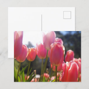 Carte Postale Tulipes roses