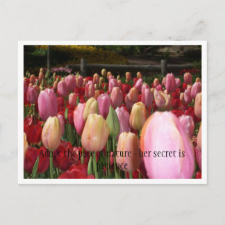 Carte Postale tulipes roses