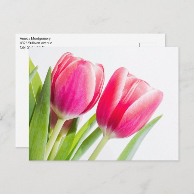 Carte Postale Tulipes roses avec Feuille vert photo (Devant / Derrière)