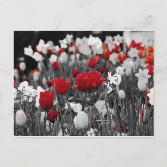 Carte Postale Tulipes rouges contre noir et blanc (Devant)